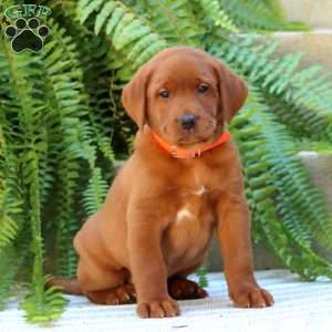 Austin, Fox Red Labrador Retriever Puppy