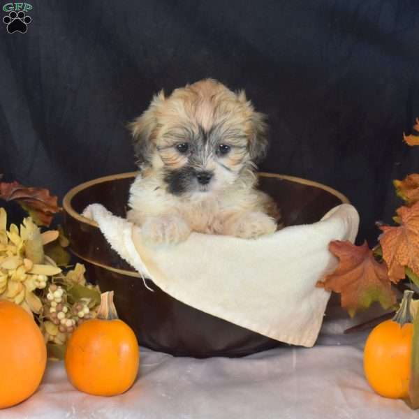 Autumn, Teddy Bear Puppy