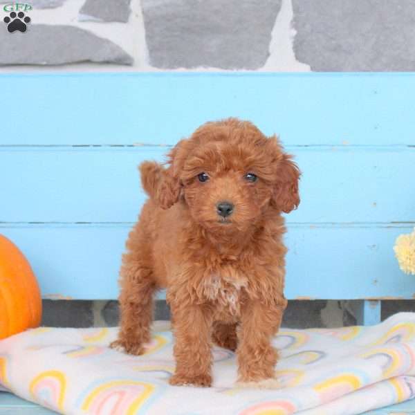 Autumn, Shih-Poo Puppy