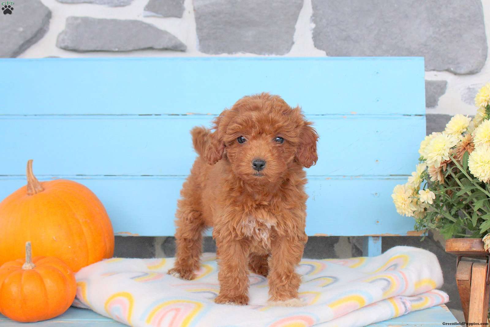 Autumn (Shih-Poo, Female) in Lebanon, PA