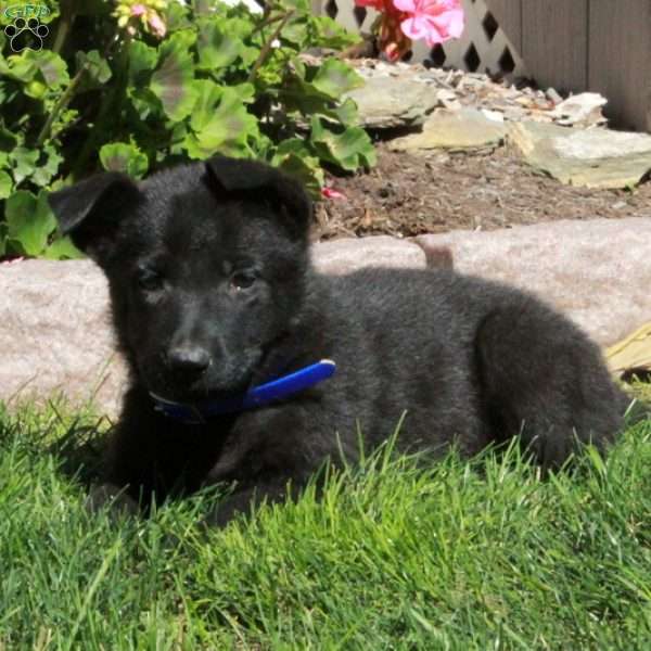 Autumn, German Shepherd Puppy