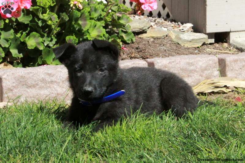 Autumn (German Shepherd, Female) in Paradise, PA