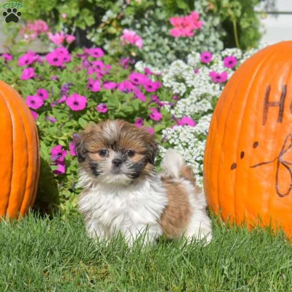 Autumn, Shih Tzu Puppy