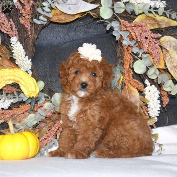 Autumn, Cavapoo Puppy