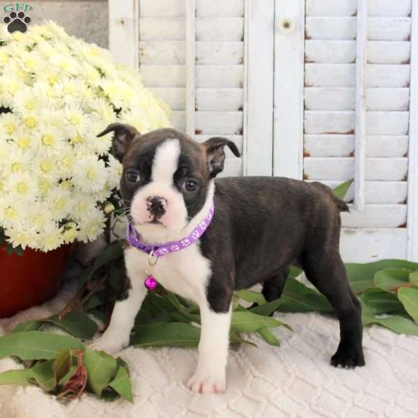 Autumn, Boston Terrier Puppy