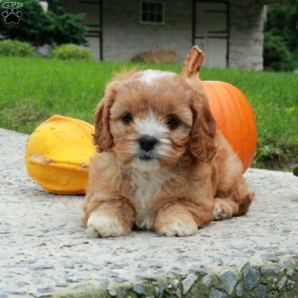 Autumn, Cavapoo Puppy
