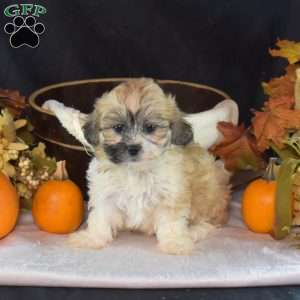 Autumn, Teddy Bear Puppy