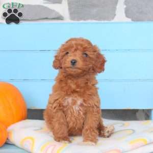 Autumn, Shih-Poo Puppy