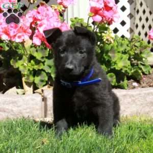 Autumn, German Shepherd Puppy