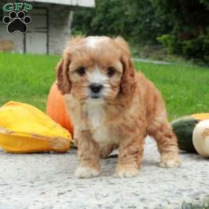 Autumn, Cavapoo Puppy