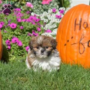 Autumn, Shih Tzu Puppy