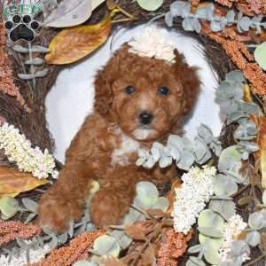 Autumn, Cavapoo Puppy