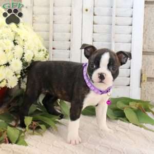 Autumn, Boston Terrier Puppy
