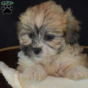 Autumn, Teddy Bear Puppy
