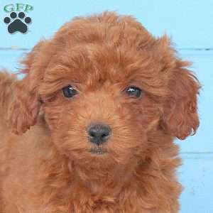 Autumn, Shih-Poo Puppy