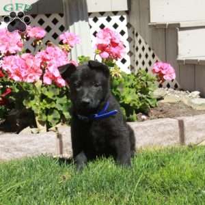 Autumn, German Shepherd Puppy