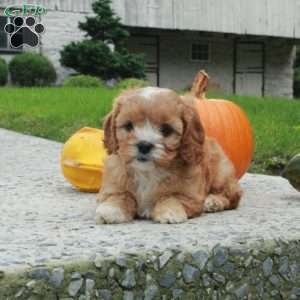Autumn, Cavapoo Puppy