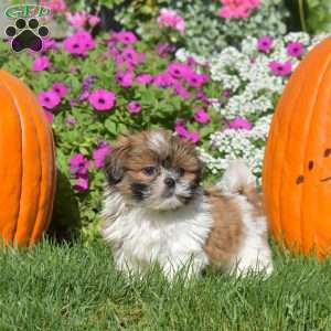 Autumn, Shih Tzu Puppy