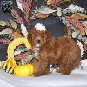 Autumn, Cavapoo Puppy