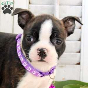 Autumn, Boston Terrier Puppy