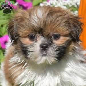 Autumn, Shih Tzu Puppy