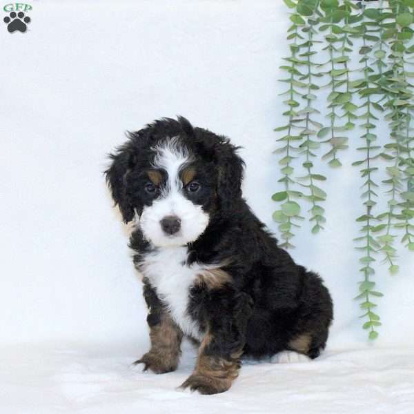 Ava, Mini Bernedoodle Puppy