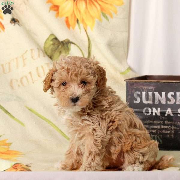 Ava, Maltipoo Puppy