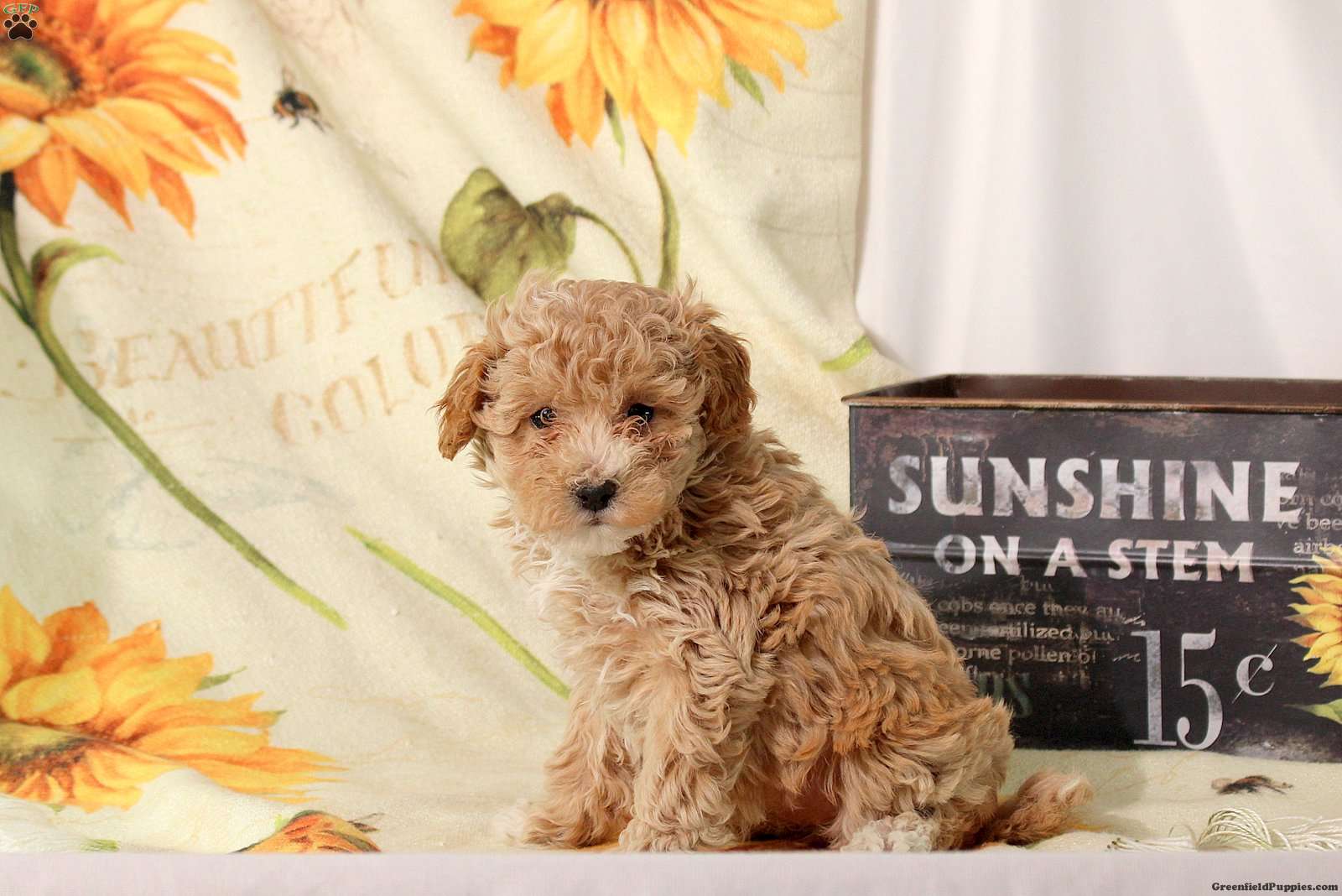 Ava (Maltipoo, Female) in Ephrata, PA