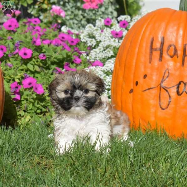Ava, Shih Tzu Puppy