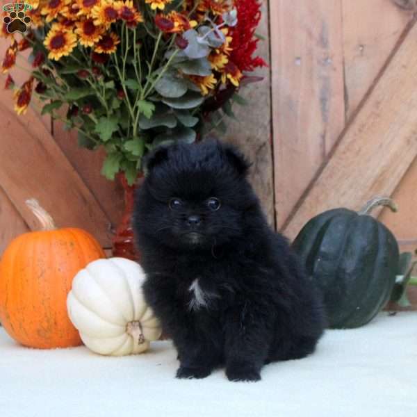 Ava, Pomeranian Puppy