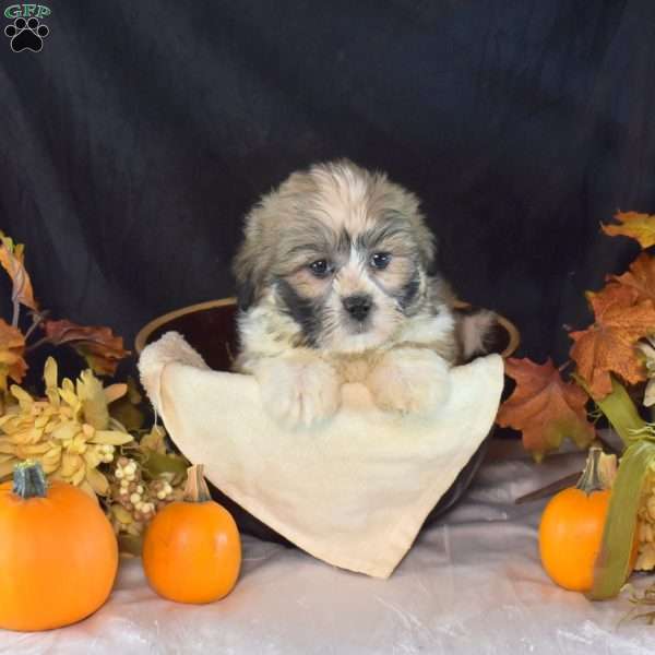 Ava, Teddy Bear Puppy