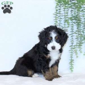 Ava, Mini Bernedoodle Puppy