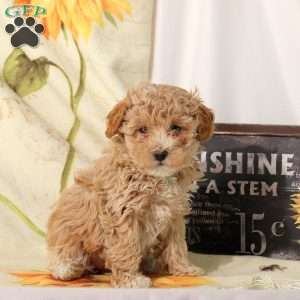 Ava, Maltipoo Puppy