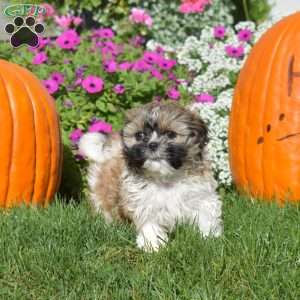 Ava, Shih Tzu Puppy