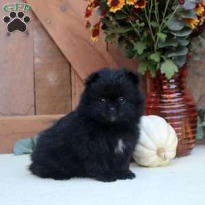 Ava, Pomeranian Puppy