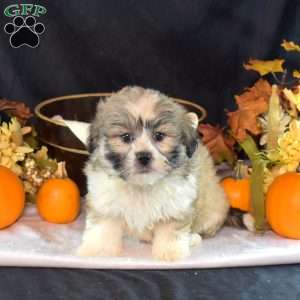 Ava, Teddy Bear Puppy