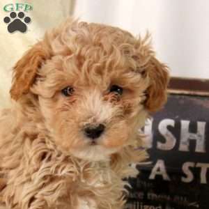 Ava, Maltipoo Puppy