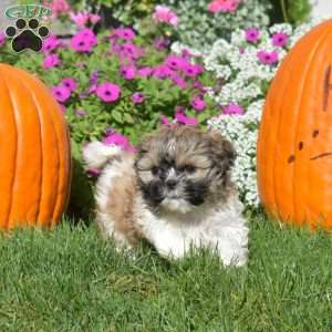 Ava, Shih Tzu Puppy