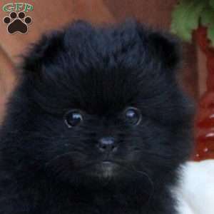 Ava, Pomeranian Puppy