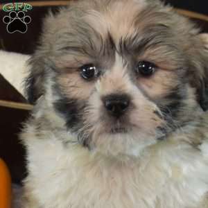 Ava, Teddy Bear Puppy