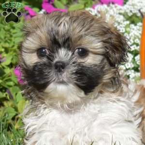 Ava, Shih Tzu Puppy