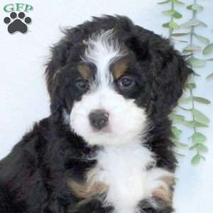 Ava, Mini Bernedoodle Puppy