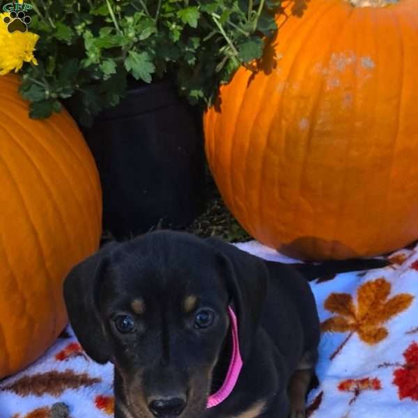 Ava, Dachshund Puppy
