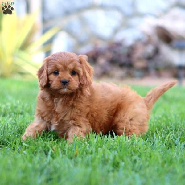 Avalon, Cavapoo Puppy