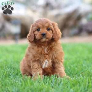 Avalon, Cavapoo Puppy