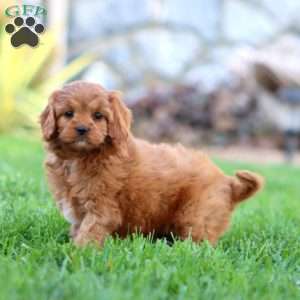 Avalon, Cavapoo Puppy