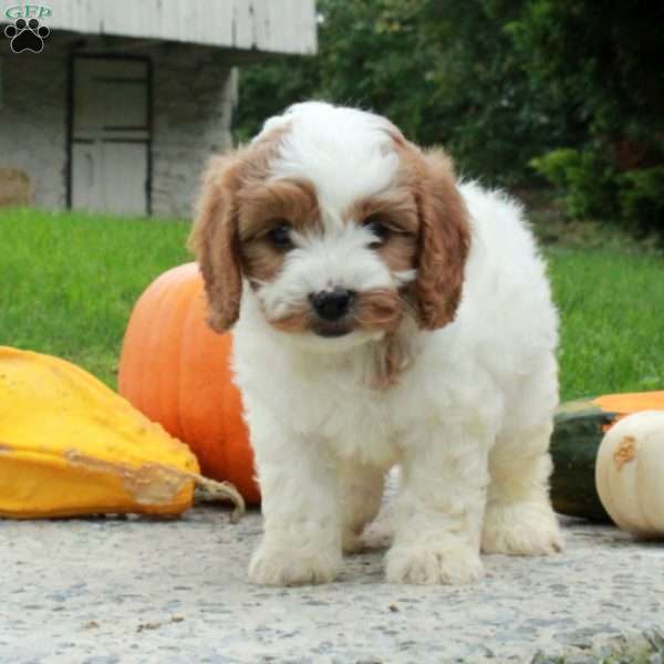 Avery, Cavapoo Puppy