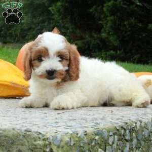 Avery, Cavapoo Puppy
