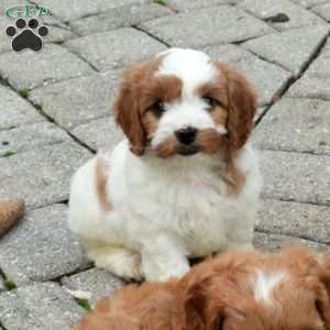 Avery, Cavapoo Puppy