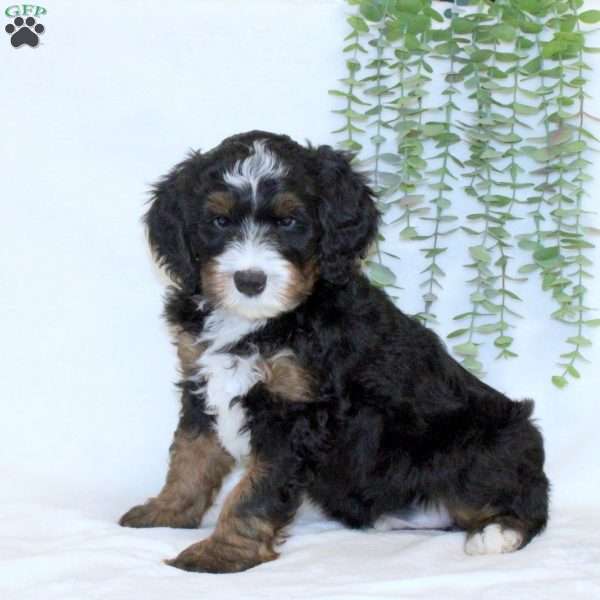 Axel, Mini Bernedoodle Puppy